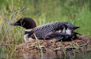 Loon on nest laying eggs