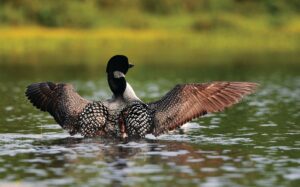 Loon drying wings